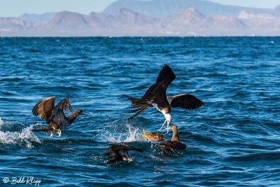 Frigate Bird, Isla ILdefonso  1