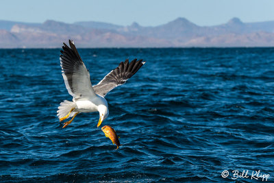 Yellow-Footed Gull with Goat Fish, Isla ILdefonso  1