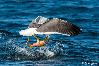 Yellow-Footed Gull with Goat Fish, Isla ILdefonso  2