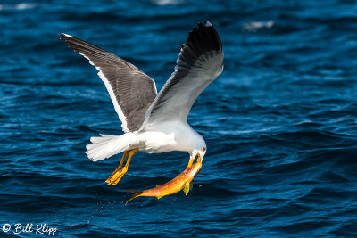 Yellow-Footed Gull with Goat Fish, Isla ILdefonso  3
