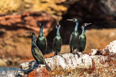 Neo-Tropic & Double Crested Cormorants, Isla ILdefonso  1