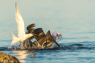 Heermann's Gulls & Elegant Terns, Isla Rasa  4