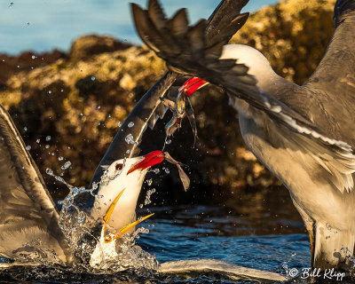 Heermann's Gulls & Elegant Terns, Isla Rasa 3