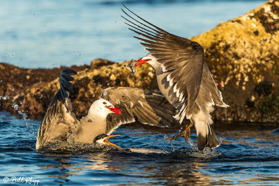 Heermann's Gulls & Elegant Terns, Isla Rasa  2