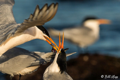 Elegant Terns, Isla Rasa  5