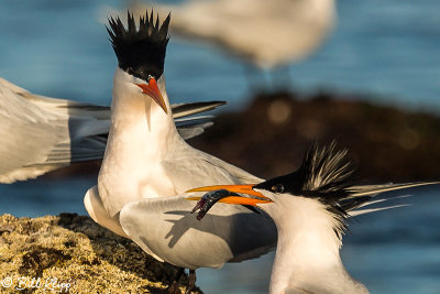 Elegant Terns, Isla Rasa  6