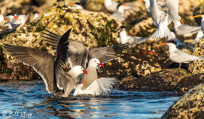 Heermann's Gulls & Elegant Terns, Isla Rasa  1