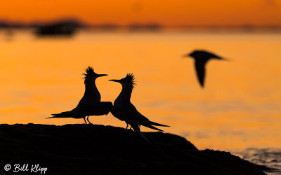 Elegant Terns, Isla Rasa  8