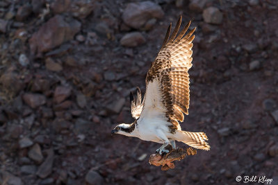 Osprey with Scorpionfish, Isla San Marcos  1