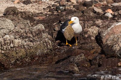 Yellow-Footed Gull with Flounder, San Marcos  1