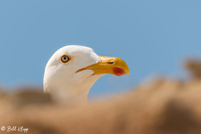 Yellow-Footed Gull, Punta Colorada  1