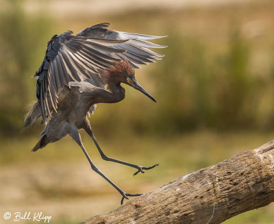 Reddish Heron, San Jose del Cabo 1