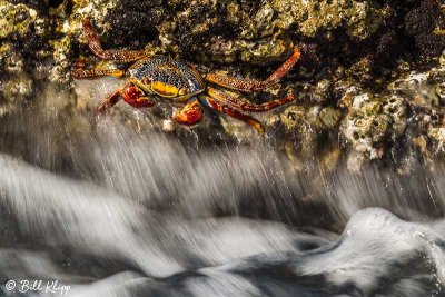 Sally Light-Foot Crab,  Punta Colorada  1