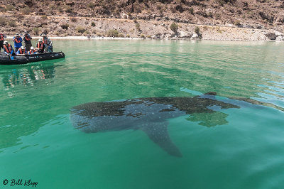 Whale Shark, Bahia Concepcion  1