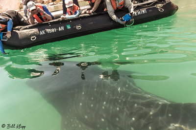 Whale Shark, Bahia Concepcion  2