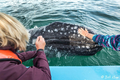 Grey Whale, San Ignacio Lagoon  4