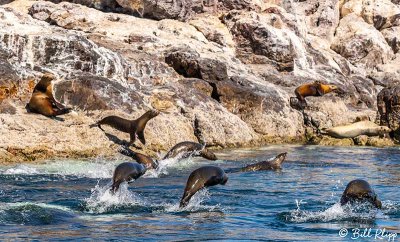 California Sea Lions, Los Islotes  5