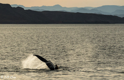 Humpback Whale, Sea of Cortez  4