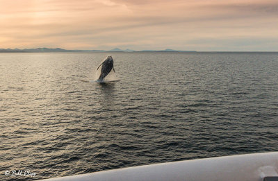 Humpback Whale, Sea of Cortez  3