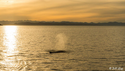 Humpback Whale, Sea of Cortez  2