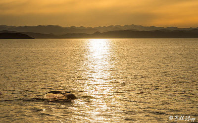 Humpback Whale, Sea of Cortez  1