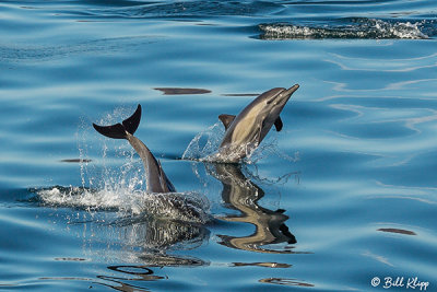 Common Dolphins, Sea of Cotez 2