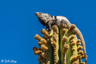 Spiny Tailed Iguana, Isla San Esteban 1