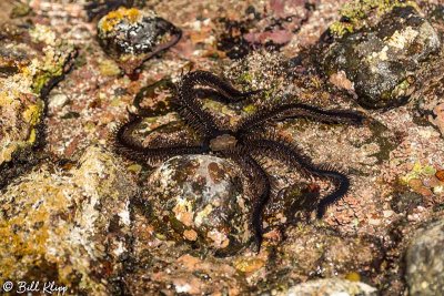 Brittle Star, Isla San Francisco 1