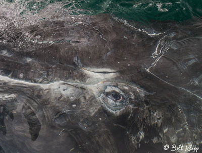 Grey Whale Eye, San Ignacio Lagoon 1