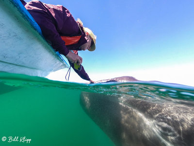 Grey Whale, San Ignacio Lagoon  6