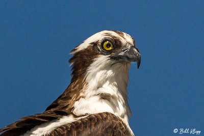 Osprey, Bahia Concepcion  1