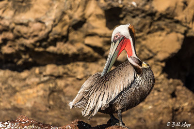 Brown Pelican, Isla ILdefonso  1