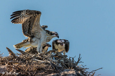 Osprey Nest, Isla Rasa Osprey  1