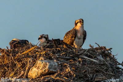Osprey Nest, Isla Rasa Osprey  2