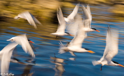 Elegant Terns, Isla Rasa 11