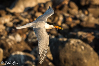 Elegant Terns, Isla Rasa  12