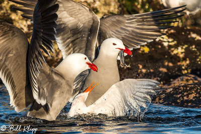 Heermann's Gulls & Elegant Terns, Isla Rasa  7
