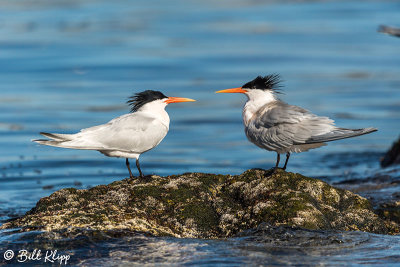 Elegant Terns, Isla Rasa  13