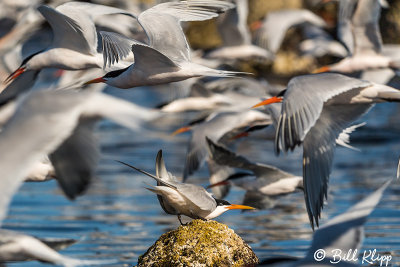 Elegant Terns, Isla Rasa 14