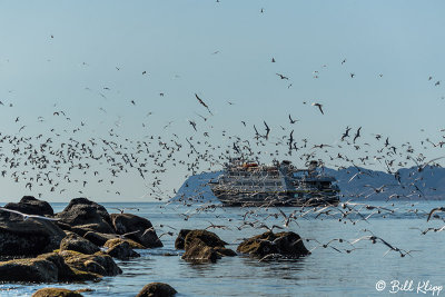 Elegant Terns, Isla Rasa 15