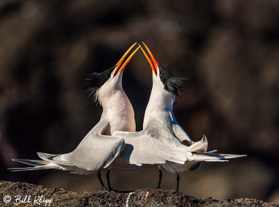 Mating Ritual Elegant Terns  1