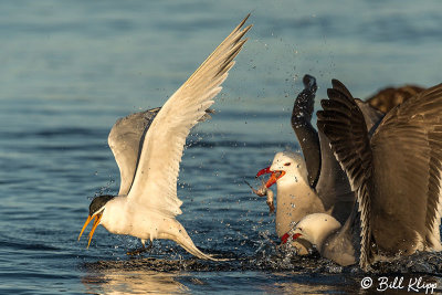 Heermann's Gulls & Elegant Terns, Isla Rasa  8