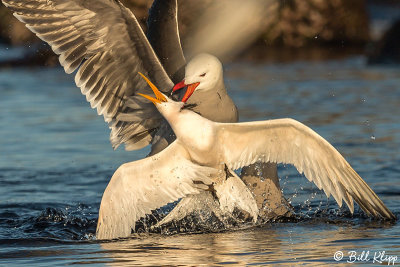 Heermann's Gulls & Elegant Terns, Isla Rasa 9