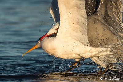 Heermann's Gulls & Elegant Terns, Isla Rasa  10