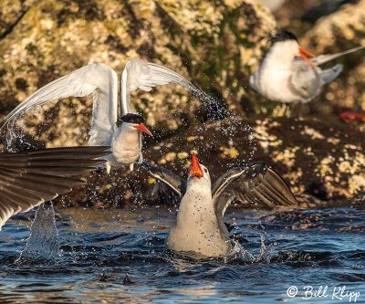 Heermann's Gulls & Elegant Terns, Isla Rasa  11