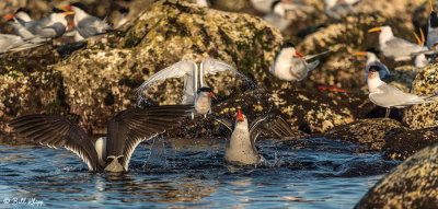 Heermann's Gulls & Elegant Terns, Isla Rasa 12