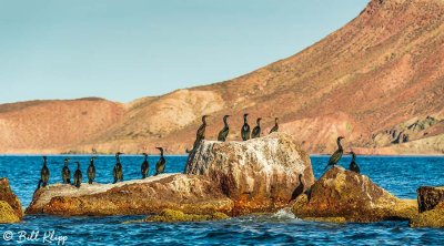 Crested Cormorants,  Isla San Francisco  1