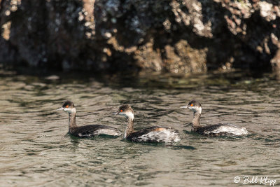 Grebes, San Marcos 1
