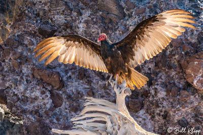 Turkey Vulture Drying Wings, San Marcos  1
