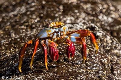 Sally Light-Foot Crab, Isla ILdefonso 2